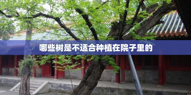 哪些树是不适合种植在院子里的