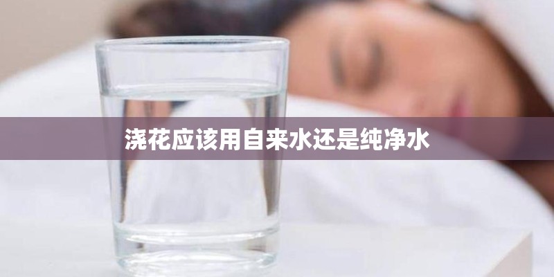浇花应该用自来水还是纯净水