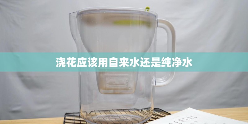 个人种天女木兰树犯法吗