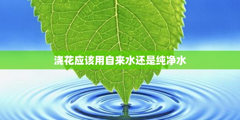 浇花应该用自来水还是纯净水