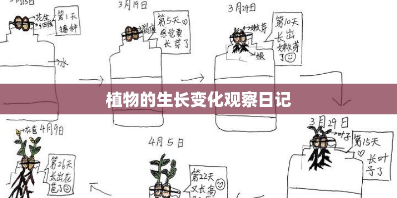 植物的生长变化观察日记