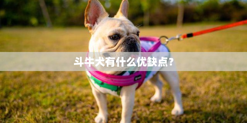 斗牛犬有什么优缺点？