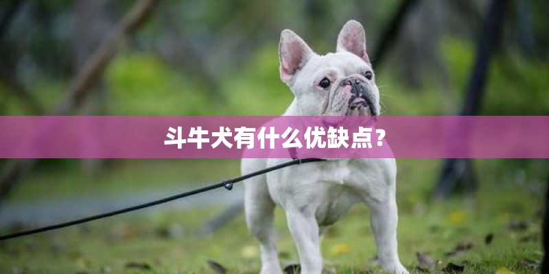斗牛犬有什么优缺点？