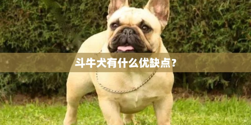 斗牛犬有什么优缺点？