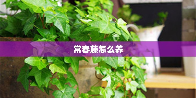 常春藤怎么养