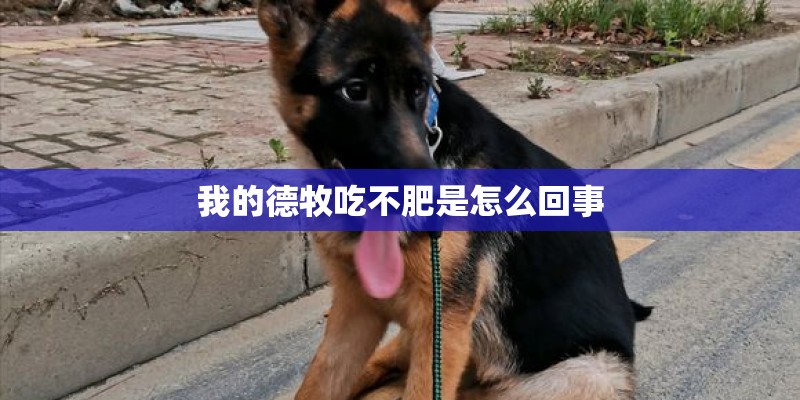 我的德牧吃不肥是怎么回事