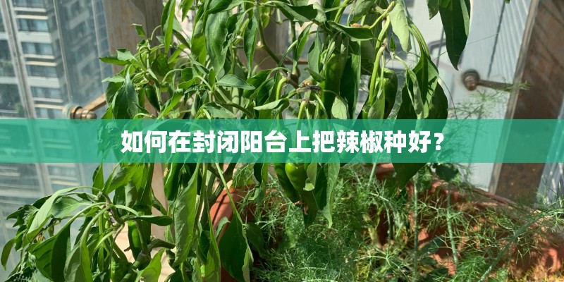 如何在封闭阳台上把辣椒种好？