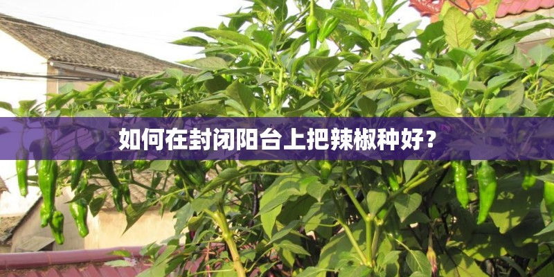 如何在封闭阳台上把辣椒种好？