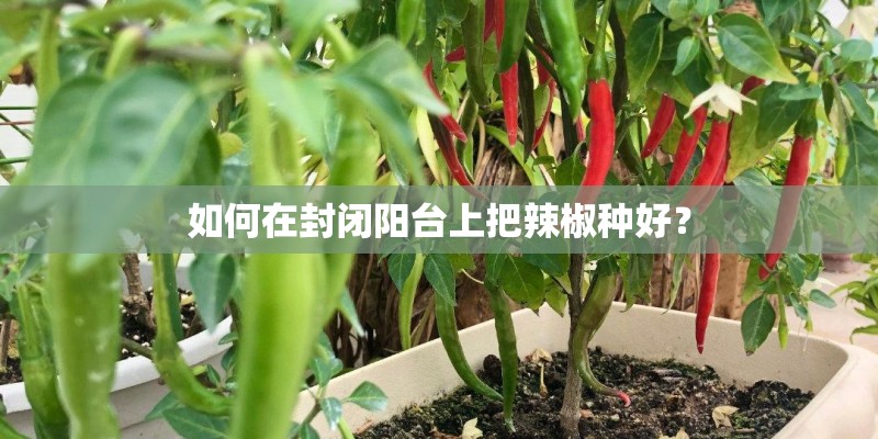 如何在封闭阳台上把辣椒种好？