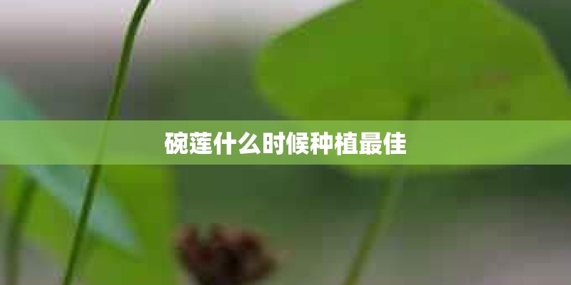 碗莲什么时候种植最佳