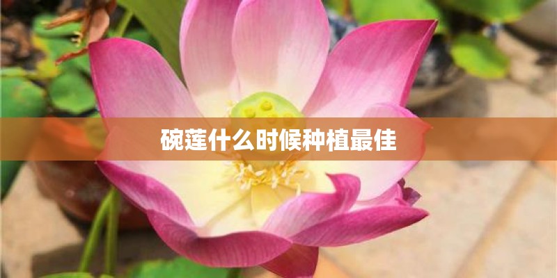 碗莲什么时候种植最佳