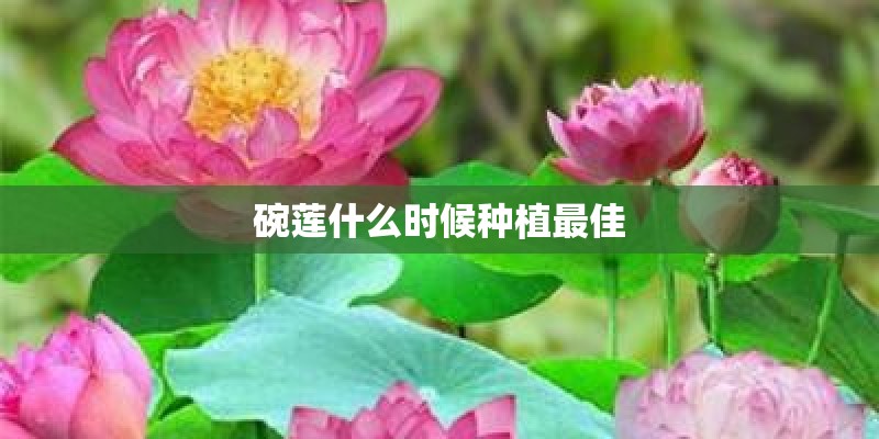 碗莲什么时候种植最佳