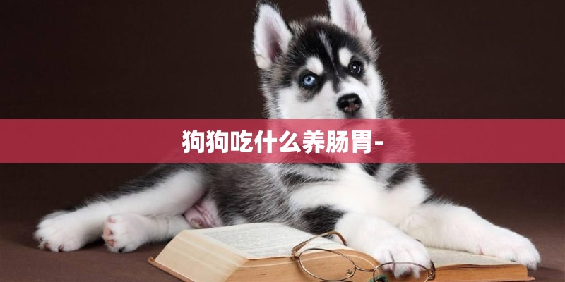 狗狗吃什么养肠胃-