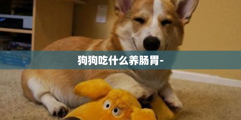 狗狗吃什么养肠胃-
