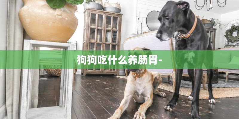 狗狗吃什么养肠胃-