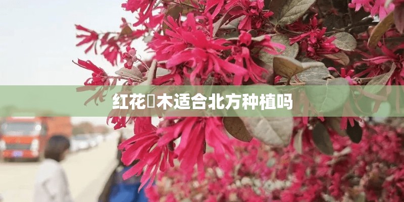 红花檵木适合北方种植吗