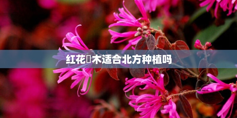 红花檵木适合北方种植吗