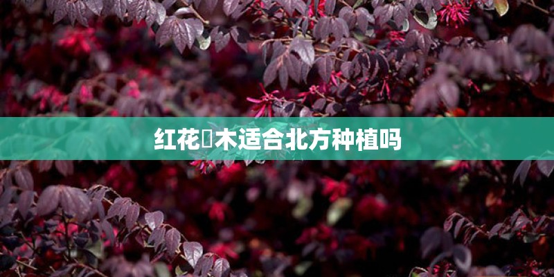 红花檵木适合北方种植吗