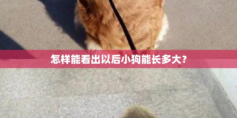 怎样能看出以后小狗能长多大? 怎样能看出以后小狗能长多大?