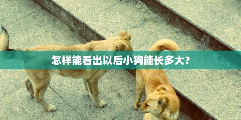 怎样能看出以后小狗能长多大? 怎样能看出以后小狗能长多大?