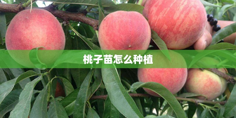 桃子苗怎么种植