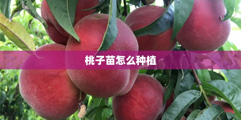 桃子苗怎么种植 桃子苗怎么种植