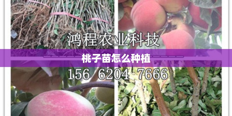 桃子苗怎么种植 桃子苗怎么种植