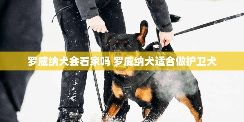 罗威纳犬会看家吗 罗威纳犬适合做护卫犬