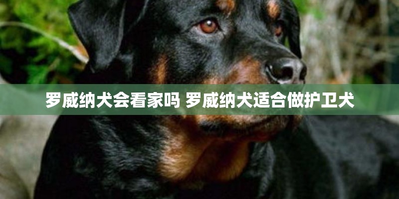 罗威纳犬会看家吗 罗威纳犬适合做护卫犬