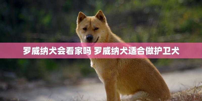 罗威纳犬会看家吗 罗威纳犬适合做护卫犬