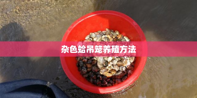 杂色蛤吊笼养殖方法