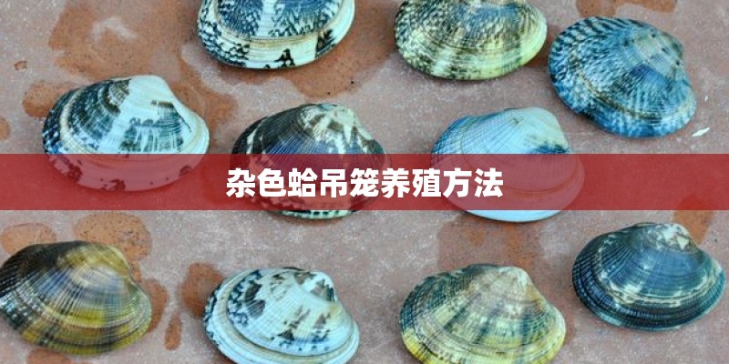 杂色蛤吊笼养殖方法