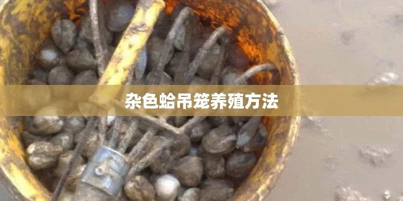 杂色蛤吊笼养殖方法