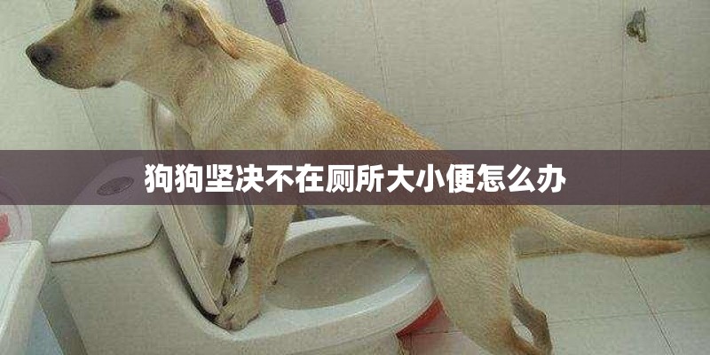 狗儿打喷嚏是怎么了