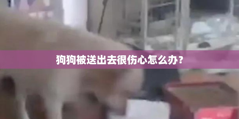 狗狗被送出去很伤心怎么办? 狗狗被送出去很伤心怎么办?