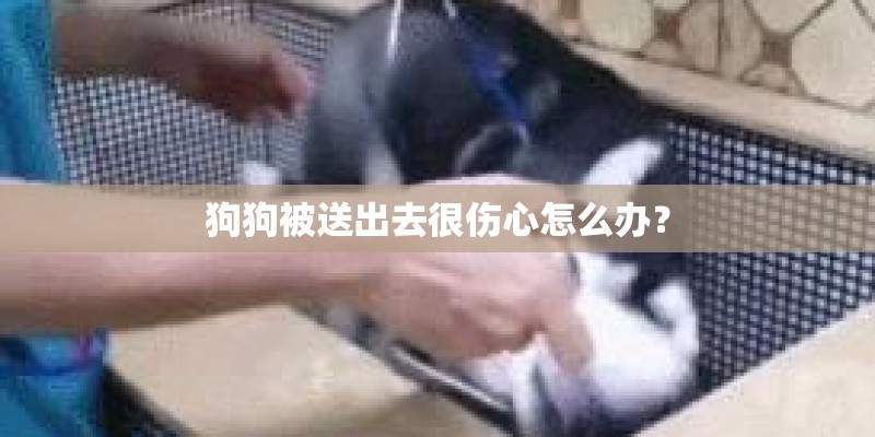 狗狗被送出去很伤心怎么办？