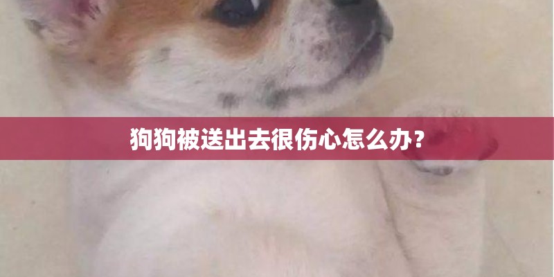 狗狗被送出去很伤心怎么办? 狗狗被送出去很伤心怎么办?