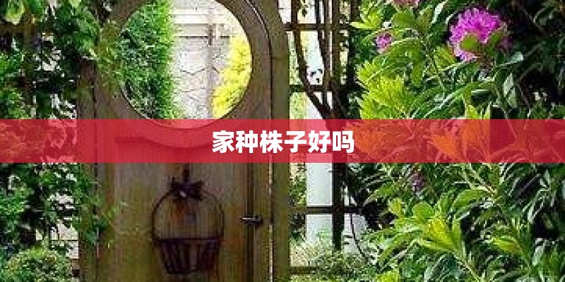 家种株子好吗