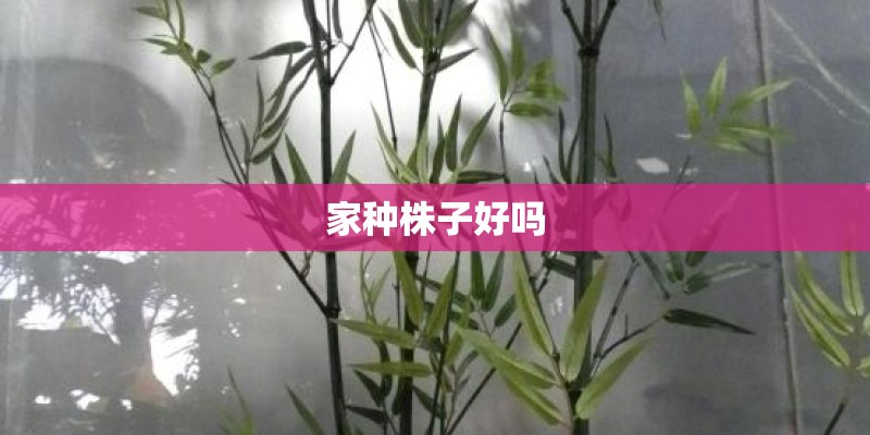 家种株子好吗