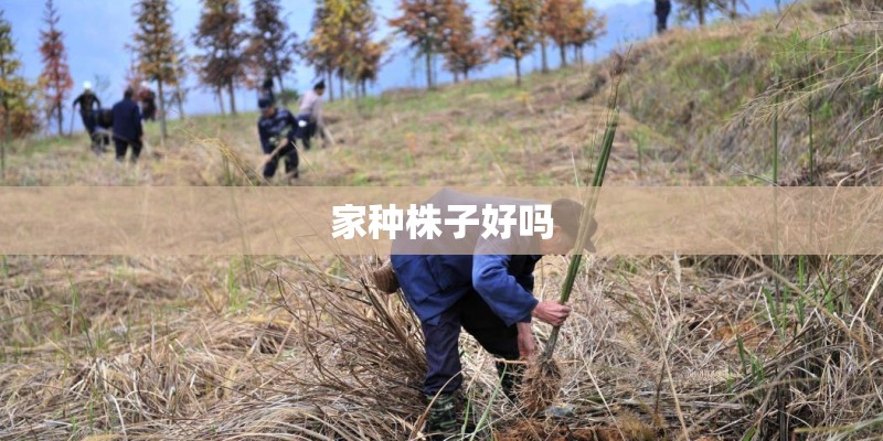 家种株子好吗