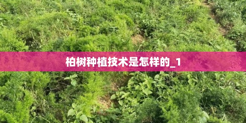 柏树种植技术是怎样的_1 柏树种植技术是怎样的_1