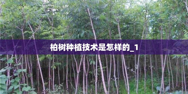 柏树种植技术是怎样的_1