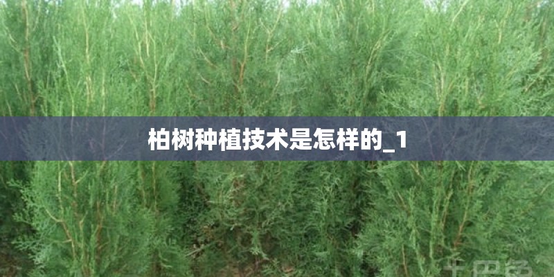 柏树种植技术是怎样的_1 柏树种植技术是怎样的_1