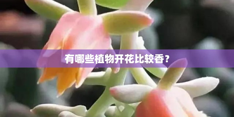 有哪些植物开花比较香？
