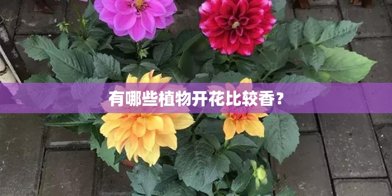 有哪些植物开花比较香？