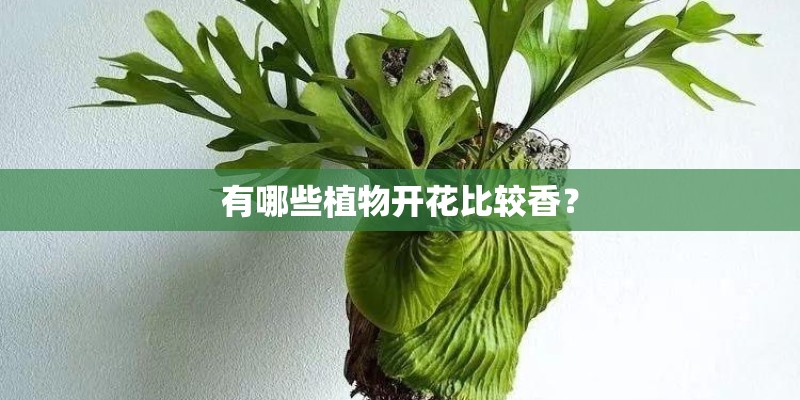 有哪些植物开花比较香？