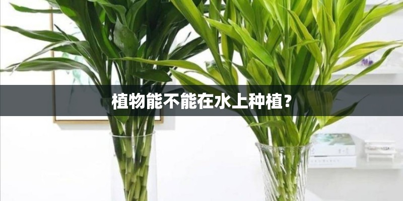 植物能不能在水上种植？