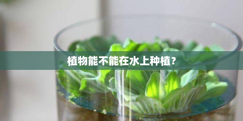 植物能不能在水上种植？