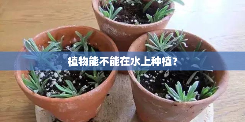植物能不能在水上种植？