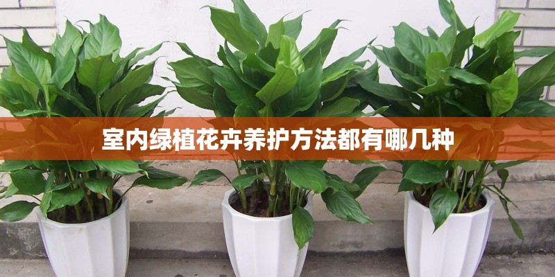 室内绿植花卉养护方法都有哪几种